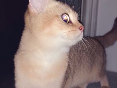 -猫大福·Fortune Cat猫舍(百子湾店)