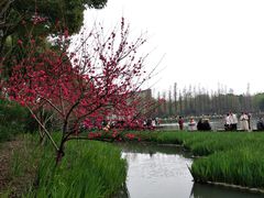 -圩墩遗址公园
