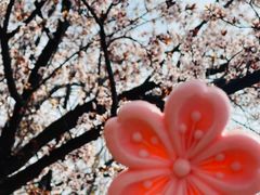 -桃花堤公园