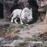 冬天来杭州动物园也有意思