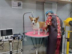 -宠福鑫康馨动物医院·骨科·眼科