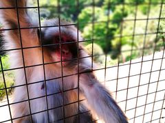-岚山猴子公园