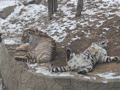 -大连森林动物园