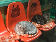 -猫咪博物馆(顶澳仔猫街店)