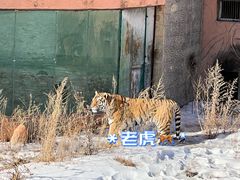 -新疆天山野生动物园