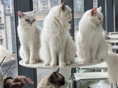 -怪兽屋·羊驼·猫咖·狗咖(俊华广场店)