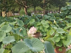 -莲花池公园