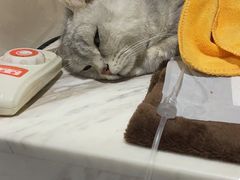 -宠爱国际动物医院· 猫科· 外科·中兽医(长白店)