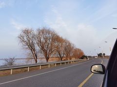 -西京湾花海