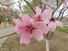-永定河休闲森林公园