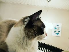 -有猫儿腻咖啡厅.猫咖