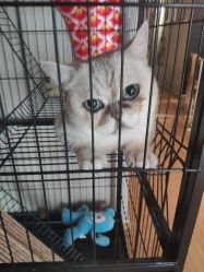 -英刺青 纹身 洗纹身