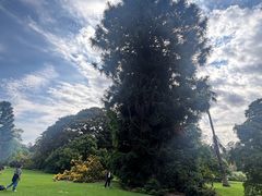 -墨尔本皇家植物园