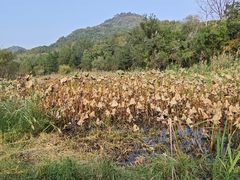 -西湖风景区-江洋畈生态公园