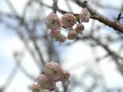 -观澜山水田园