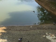 -千岛湖龙川湾