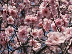 -白塘生态植物园