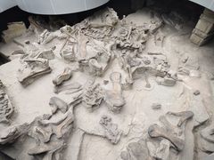 -自贡恐龙博物馆