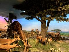 -国家自然博物馆