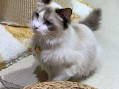 -藏猫猫咖啡主题馆(中央大道店)