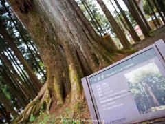 -阿里山神木遗迹