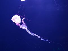-亚龙湾海底世界