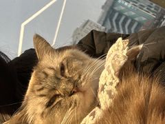 -怪兽屋·羊驼·猫咖·狗咖(俊华广场店)