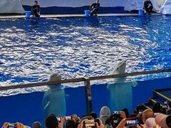 -秦皇岛乐岛海洋王国