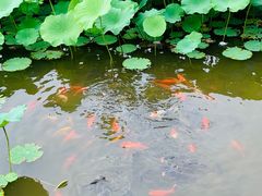 -龙头寺公园