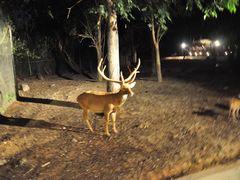 -清迈夜间动物园