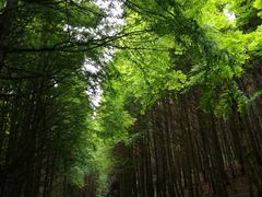 -山王坪喀斯特国家生态公园