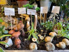 -福照楼汽锅鸡·云南菜(护国路店)