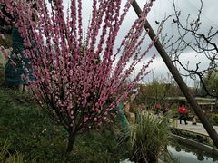 -天府芙蓉园