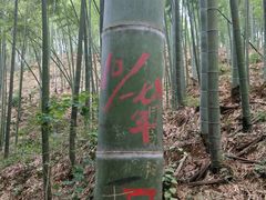 -蔡伦竹海