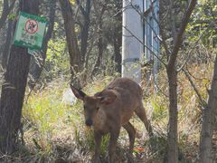 -大连森林动物园