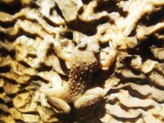 -中岜朗天坑(CV GEO INDO RAYA)