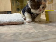 -屋虎猫馆(宝安大仟里店)