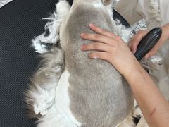 -momokira米努特·德文卷毛猫·棉花面纱犬
