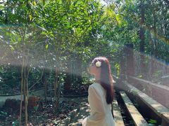 -南宁良凤江国家森林公园