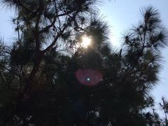 -南宁良凤江国家森林公园