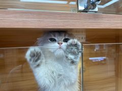-猫十亿·布偶金渐层·曼基康矮脚猫舍(青年路店)