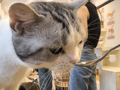 -有喵·猫咖·狗咖·30几只猫10只小狗(岗厦店)