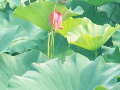-荷花荡