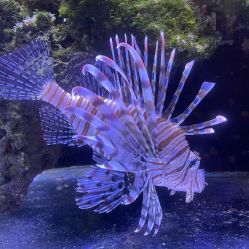 -Zoolung Zoolung动物主题公园(海信广场店)