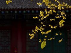 -西安大兴善寺