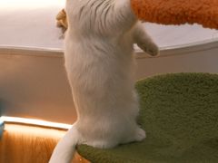 -COLOR PETS 撸猫馆·购猫·猫咖(长风大悦城店)