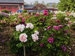 -曹州百花园