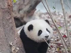 -回回锅贴(小河沿店)