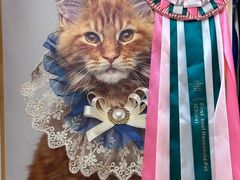 -猫十亿·布偶金渐层·曼基康矮脚猫舍(青年路店)
