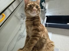 -瑞派·关忠动物医院·猫专科·犬专科(三环新城店)